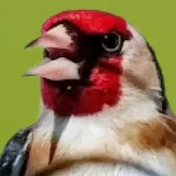 🌿King-of-songbirds 🌿ملك الطيور المغردة