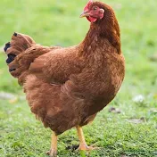 R.A Poultry