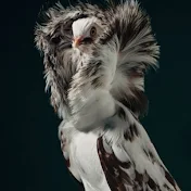 Lahorei Birds