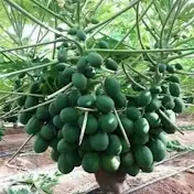 Papaya farming Worldwide.