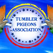 Tumbler Pigeons association of karnataka