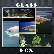 glassbox420