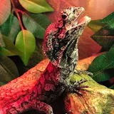 Gizmo's Reptiles