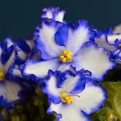Amazing African Violets