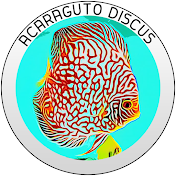 Acaraguto Discus - Aquarismo