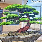 Bonsai Tam Thắng