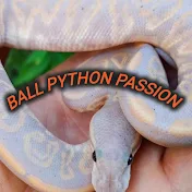 Ball Python Passion