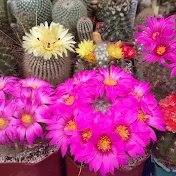 Cacti. Flower. Сергей Новиков