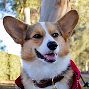 Gandalf The Corgi