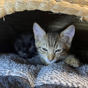 シンパパと息子と保護猫達