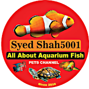 Syed shah5001