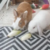 CuteBunnies