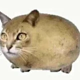 PotatoCat