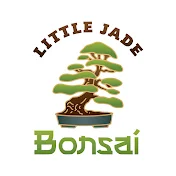 Little Jade Bonsai