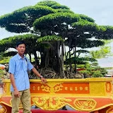 Bonsai mạc nam định