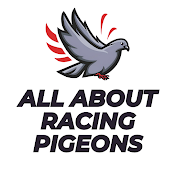 All About Racing Pigeons
