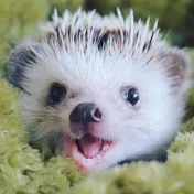 hedgehog