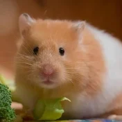 Bangalore Hamster Breeders