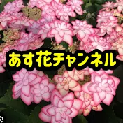 あす花チャンネル