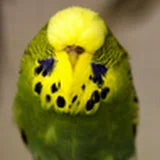 Budgerigar