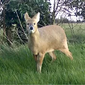 Wildlife Trailcam UK