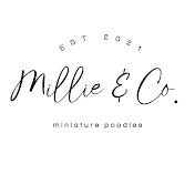 Millie & Co Miniature Poodles