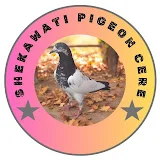 Shekawati pigeon care