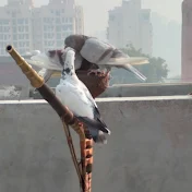 gurgaon pigeons club