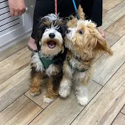 Loki and Luna Cavapoo Puppies