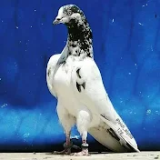 Asif Malik Pigeon
