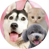 犬と猫の親バカ日記　ハスキー&トイプー&スコティッシュ