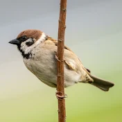 Mahjong Sparrow