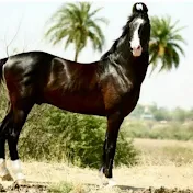 Choudhary horse Farm