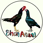 Shan Aseel