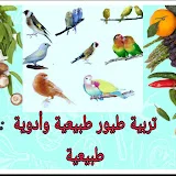 تربية طيور طبيعية وأدوية طبيعية