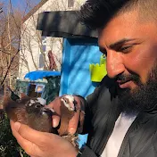 طيور العراق ألمانيا Iraq pigeon