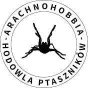 Arachnohobbia - hodowla ptaszników