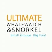 Ultimate Whale Watch & Snorkel