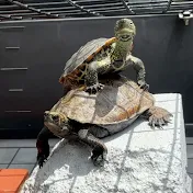 なりちゃん【Turtle movie】