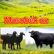 MUSOBEK UZ