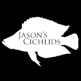 Jason's Cichlids