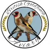 British goldfinch aviary