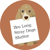 Bro Long Stray Dogs Shelter