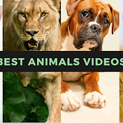BEST ANIMALS VIDEOS
