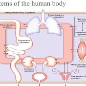 Human physiology lecture in Amharic explanation