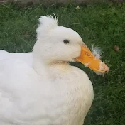 Gardening with Ducks