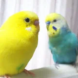 セキセイインコのマルとマリン