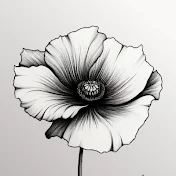 Papaver Somnivera