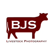 BJS Livestock Photography