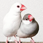 文鳥と暮らすほっこりライフ♪